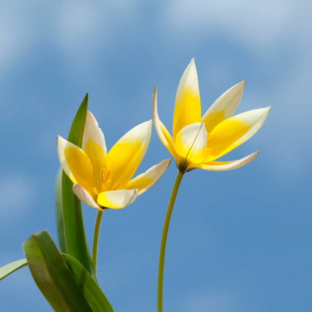 istock Wild tulip; Tulip; Soon 658054726
