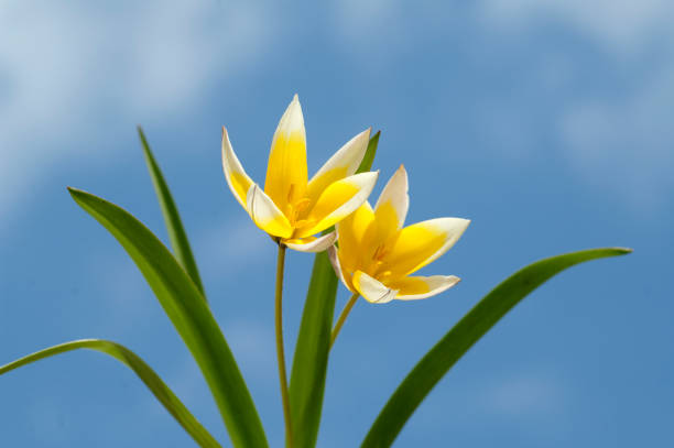 istock Wild tulip; Tulip; Soon 658054758