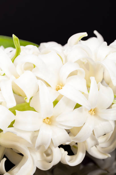 istock Spring flower white Hyacinth isolated on black  background 658054930