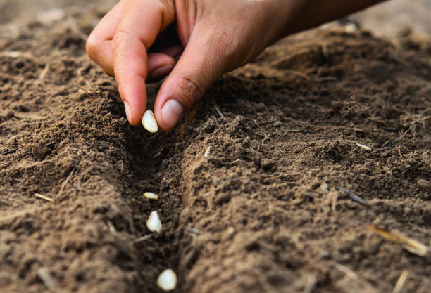 istock Farmer's hand planting seed in soil 658058274