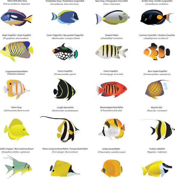 Marine fish Collection of different species of marine fish. Color vector. unicorn fish stock illustrations