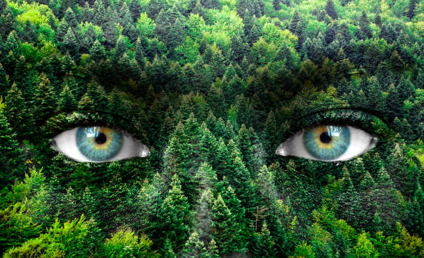 istock Green forest and human eyes - Save nature concept 658063882