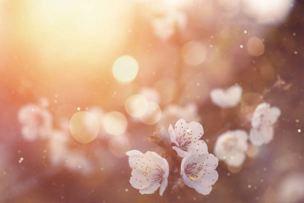 blossom de primavera - florecer fotografías e imágenes de stock