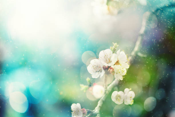 Spring blossom Springtime flowers selective focus flower stigma photos stock pictures, royalty-free photos & images