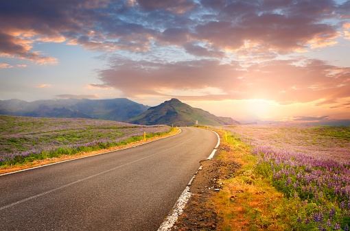 Empty road in south Iceland with lupine flowers in sunset light
