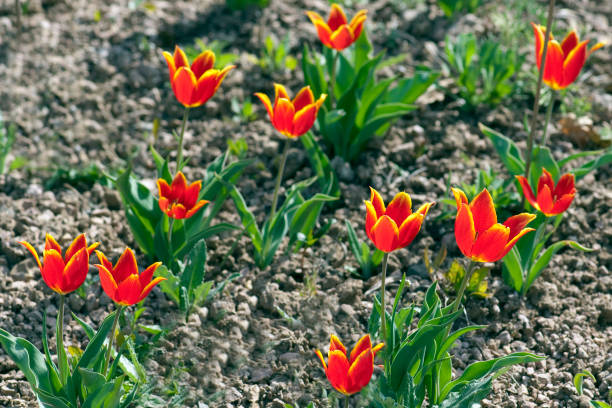 istock Wild tulip; Tulipa; schrenkie 658068186