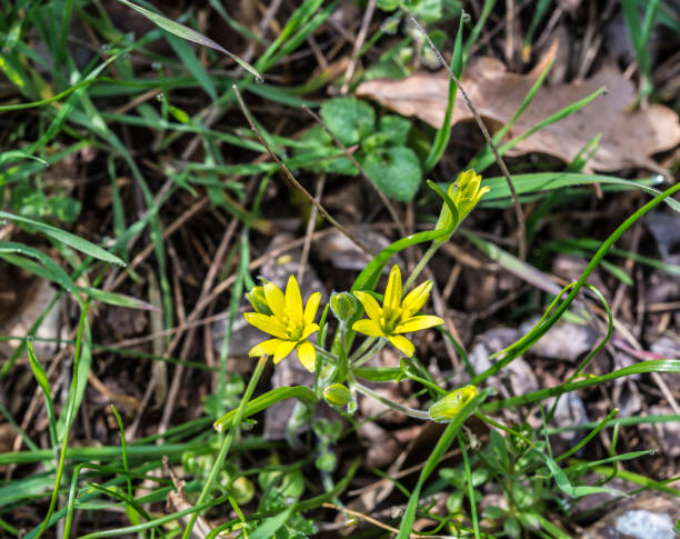 istock flowers of gagea lutea 658068858