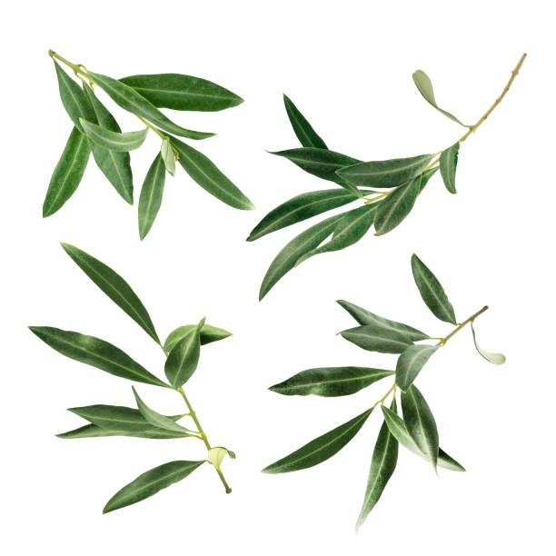 conjunto de fotos de ramas de olivo verde, aisladas en blanco - hoja fotos fotografías e imágenes de stock