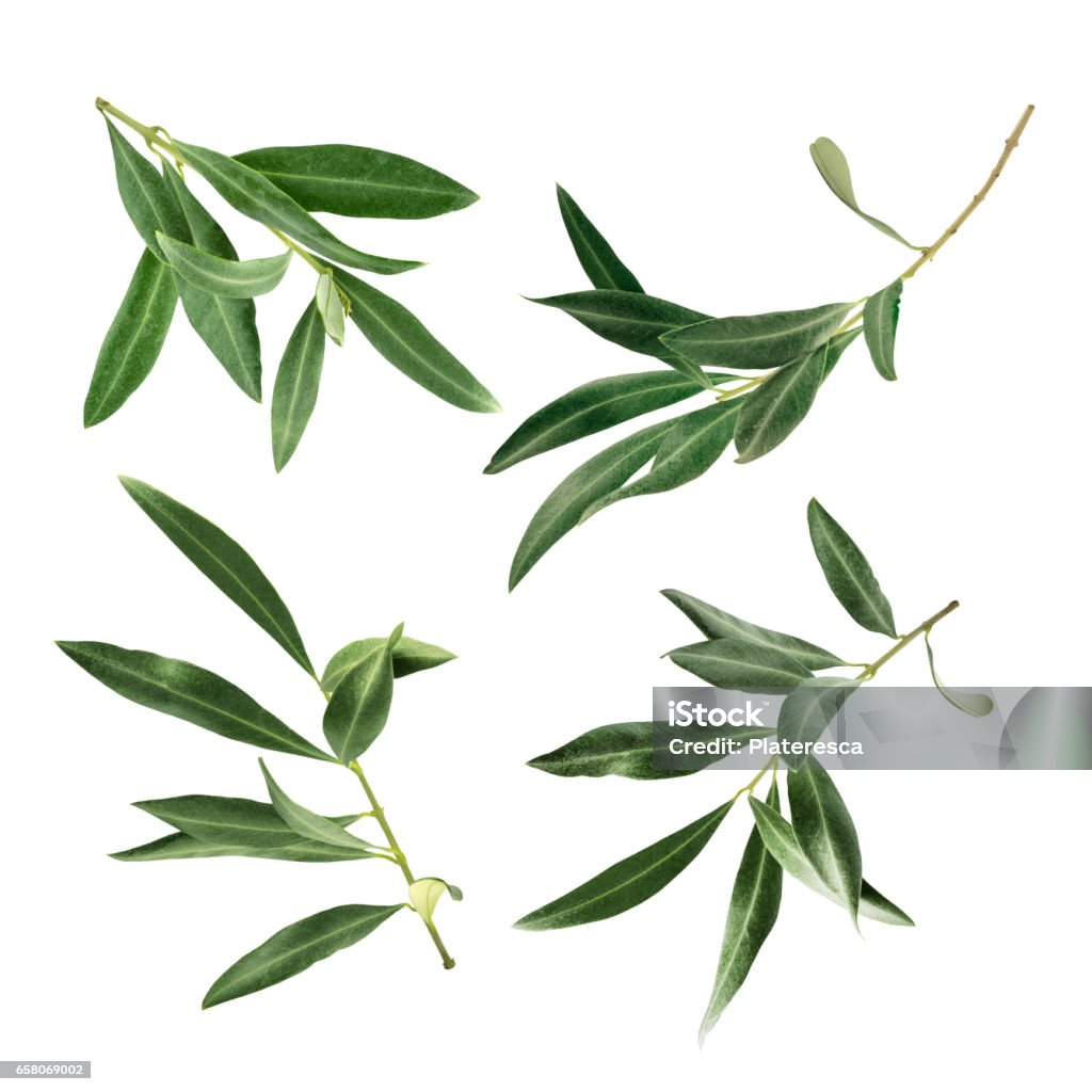 Set of green olive branch photos, isolated on white A set of green olive branch photos, isolated on white Leaf Stock Photo