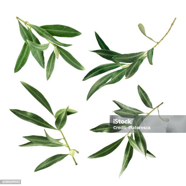 Set Of Green Olive Branch Photos Isolated On White Stock Photo - Download Image Now