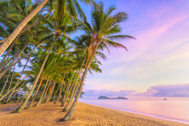 Palm Cove in Carins, Queensland, Australia The tropical Palm Cove, one of Carins' northern beaches in Tropical North Queensland. Palm Cove is a popular tourist destination in Australia port douglas photos stock pictures, royalty-free photos & images