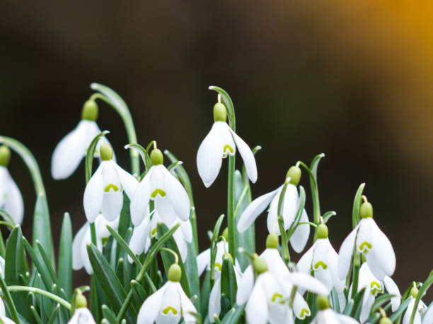 istock Close-up of Beautiful white snowdrops 658074876