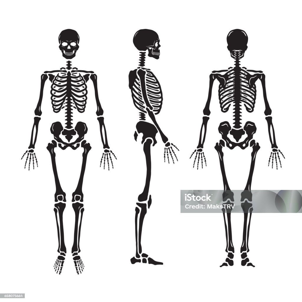 Anatomische menschliches Skelett, in drei Positionen. - Lizenzfrei Menschliches Skelett Vektorgrafik