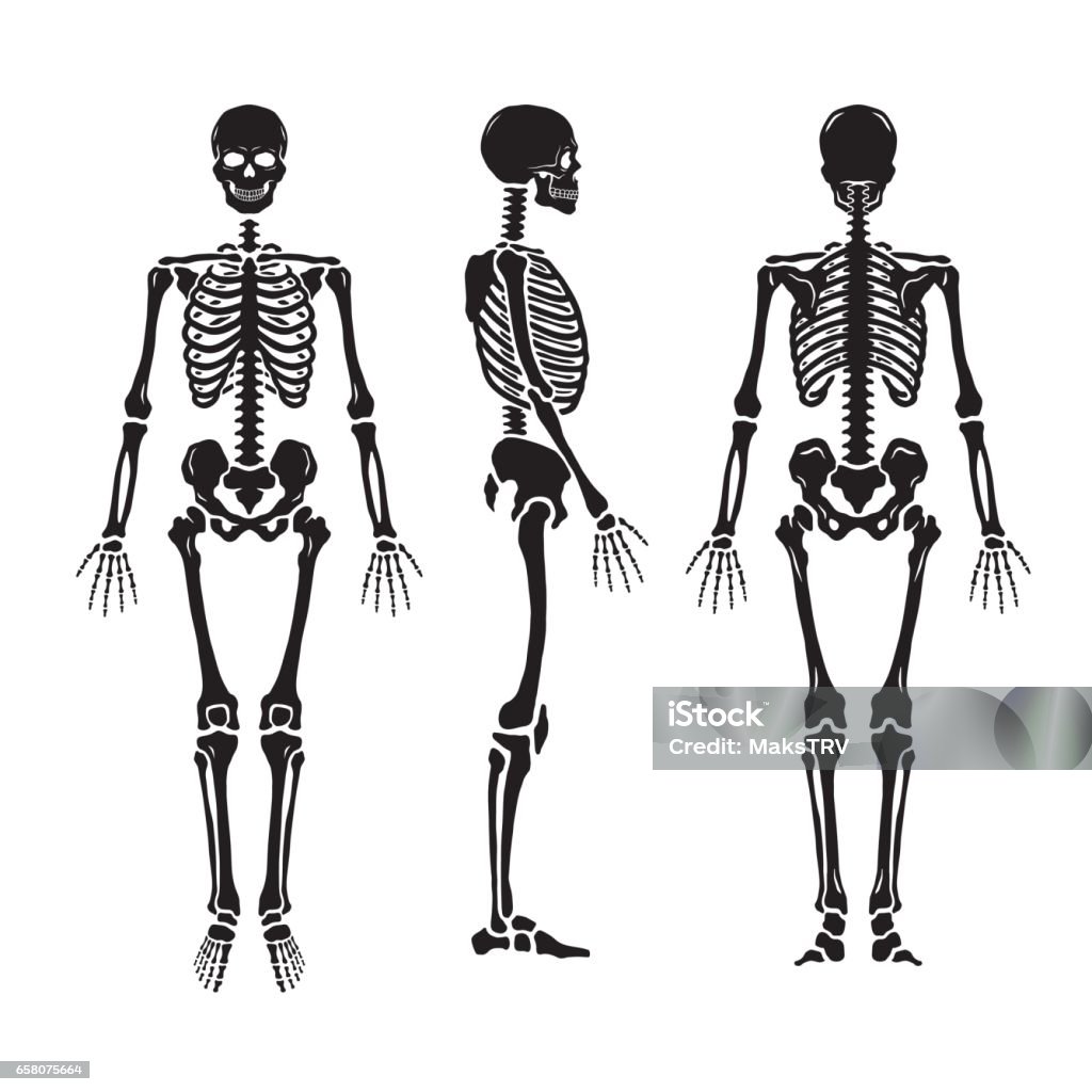 Anatomik insan iskeleti, üç pozisyon. - Royalty-free İnsan İskeleti Vector Art