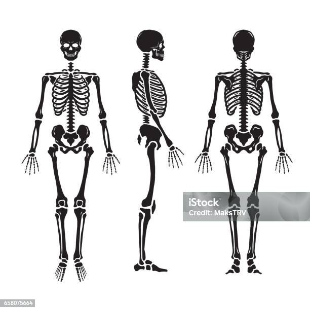 Anatomik Insan Iskeleti Üç Pozisyon Stok Vektör Sanatı & İnsan İskeleti‘nin Daha Fazla Görseli - İnsan İskeleti, Vektör, Kemik