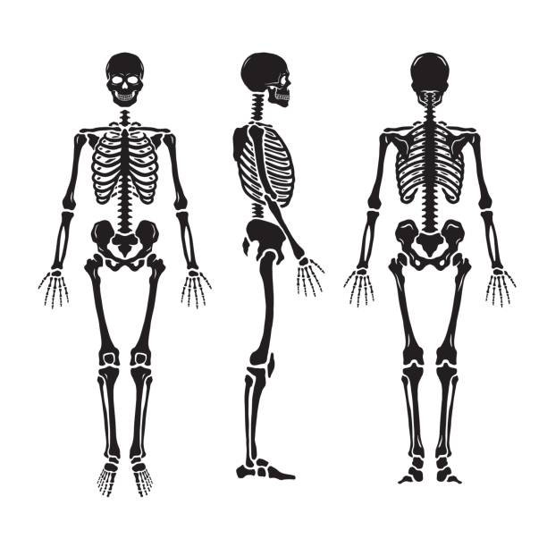 Anatomical human skeleton, in three positions. Anatomical human skeleton, in three positions. human skeleton stock illustrations