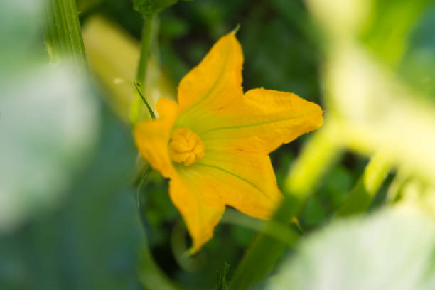 yellow flower of blooming pumpkin - planting growth plant gourd imagens e fotografias de stock
