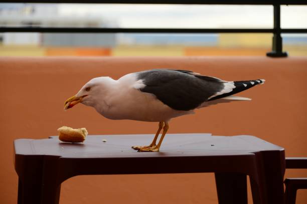 istock Seagull on the railing - Spain - Province of Huelva 658076340