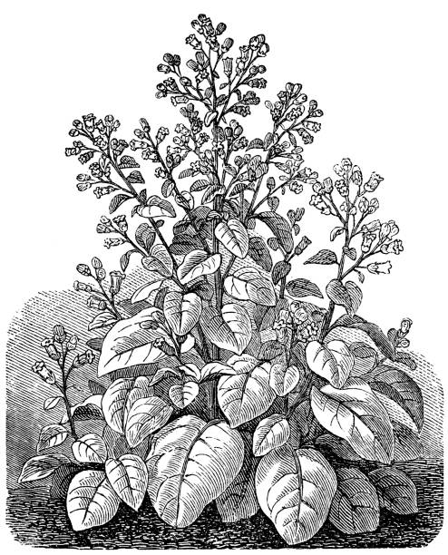 Nicotiana rustica (Syrian tobacco) Antique illustration of Nicotiana rustica (Syrian tobacco) nicotiana rustica stock illustrations