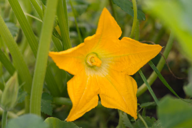 yellow flower of blooming pumpkin - planting growth plant gourd imagens e fotografias de stock