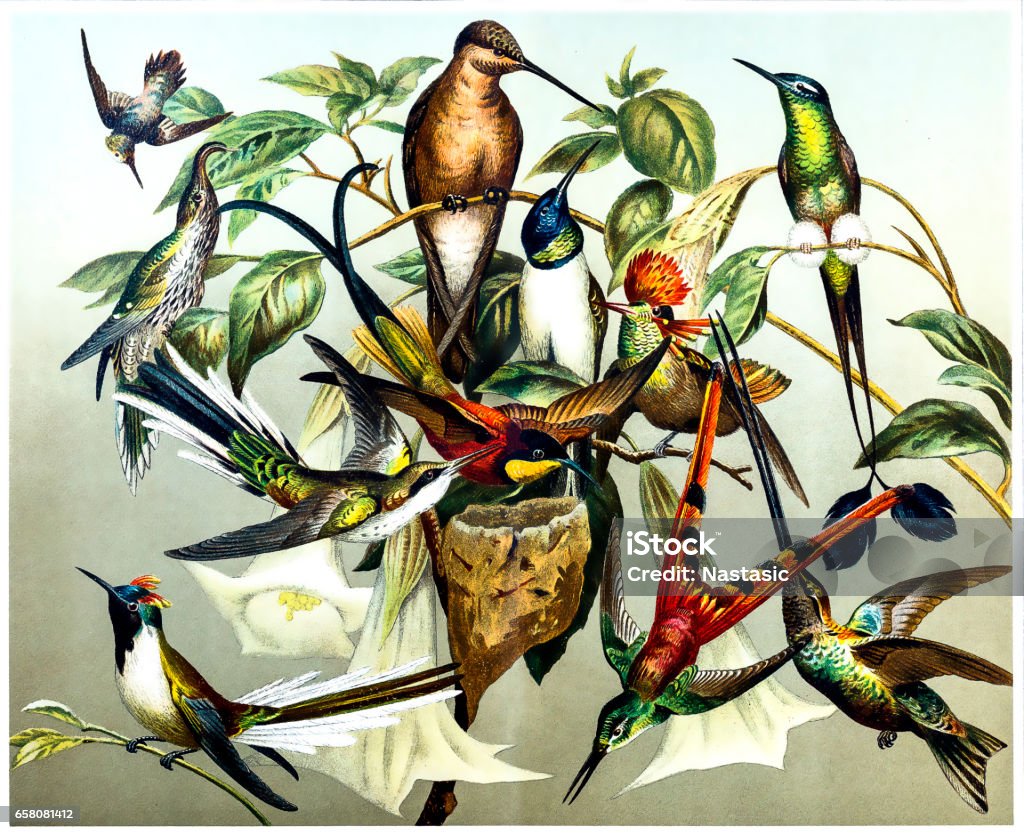 Different kinds of Hummingbirds Illustration of a different kinds of Hummingbirds. Diagram stock illustration
