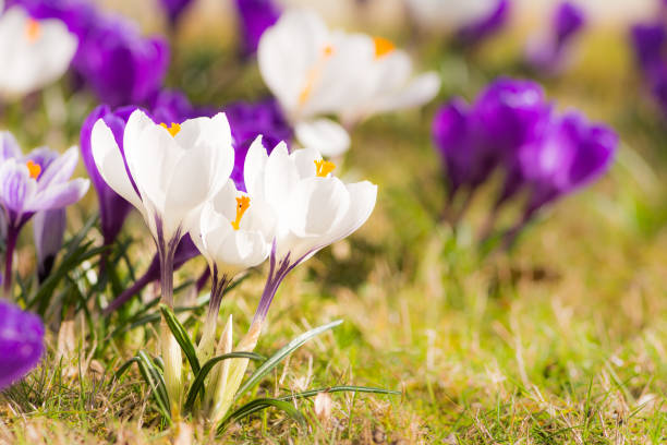 istock Purple and white corcus flowers in the grass 658081740