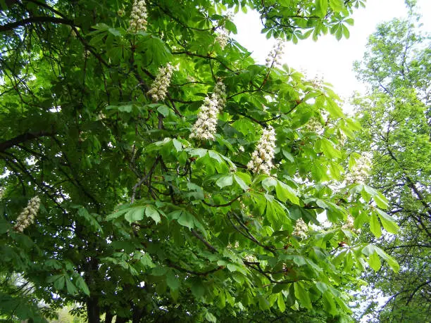 chestnut-tree blooms in spring