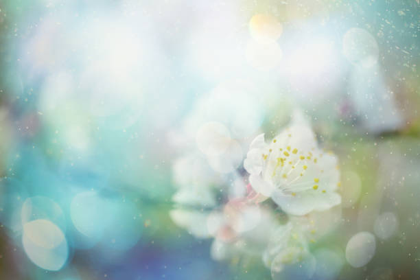 Spring blossom Springtime flowers selective focus flower stigma photos stock pictures, royalty-free photos & images