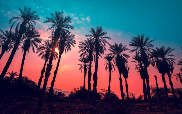 istock Row of tropic palm trees against sunset sky 658085798