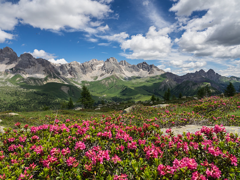 Blooming Alpenrose (Rhododendron ferrugineum) in the Alps