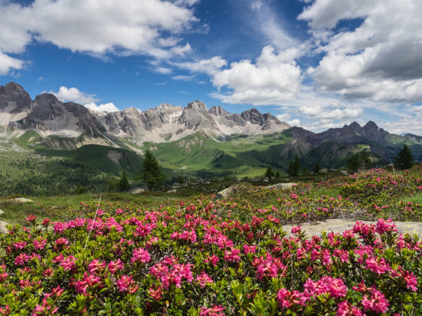 Alpenrose blossom in the Alps stock photo