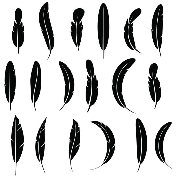 kolekcja feather silhouette izolowana - silhouette feather vector white stock illustrations