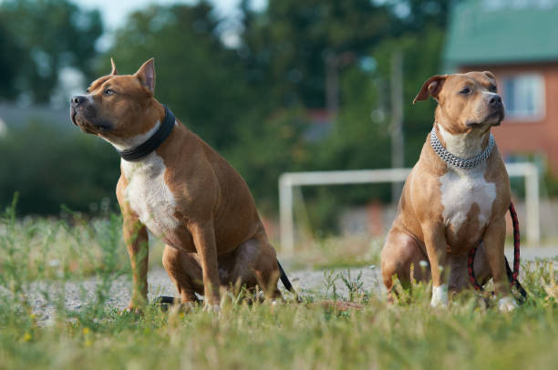 par de terriers de staffordshire - american staffordshire terrier bull terrier terrier purebred dog fotografías e imágenes de stock