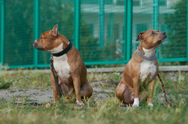 dois cães americanos staffordshire terrier sentados na grama - american staffordshire terrier bull terrier terrier purebred dog - fotografias e filmes do acervo