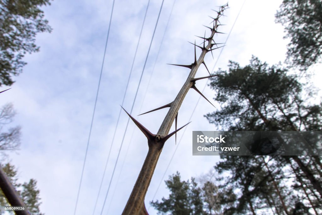 Spikes tree. Branch with thorns. Abstraction of thorns. Border - Frame Stock Photo