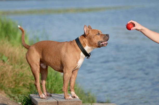 おもちゃをキャッチアメリカのスタッフォードシャーテリア犬 - american staffordshire terrier bull terrier terrier purebred dog ストックフォトと画像