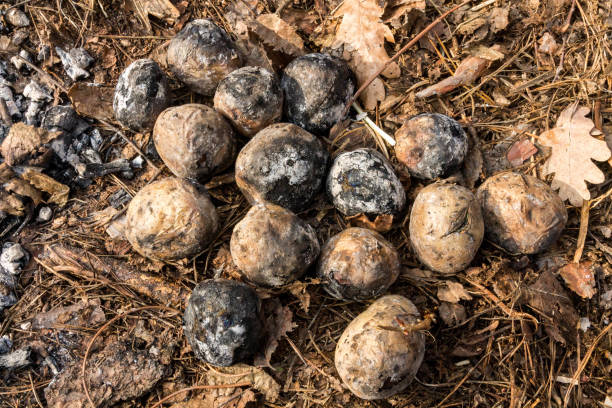 istock Potatoes cooked in the wood. Baked potatoes. 658089352