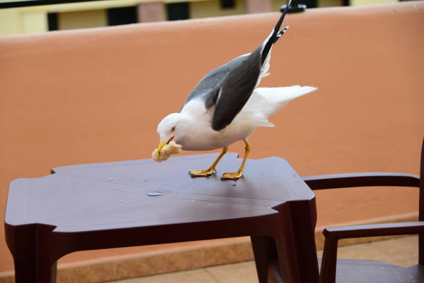 istock Seagull on the railing - Spain - Province of Huelva 658089802