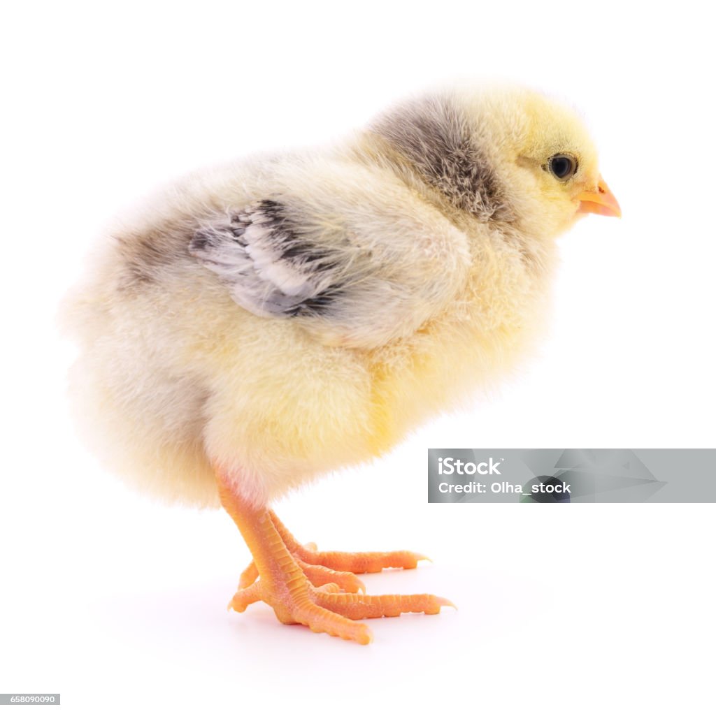Small yellow chicken. Small yellow chicken isolated on white background. Agriculture Stock Photo