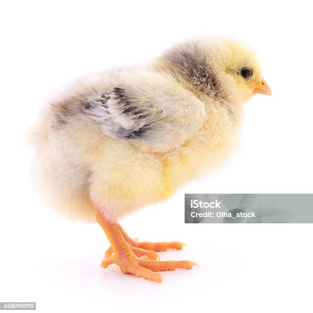 Small Yellow Chicken Stock Photo - Download Image Now - Agriculture, Animal, Bird