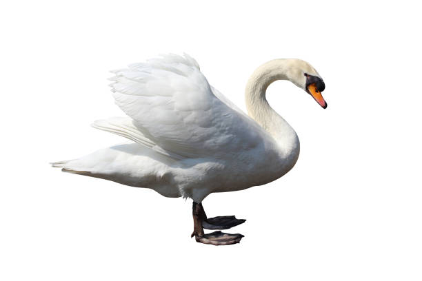 whooper swan - whooper swan imagens e fotografias de stock
