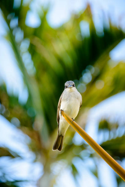 istock Gray Kingbird with palm fronds in the background. 658092916