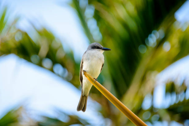 istock Gray Kingbird with palm fronds in the background. 658092936