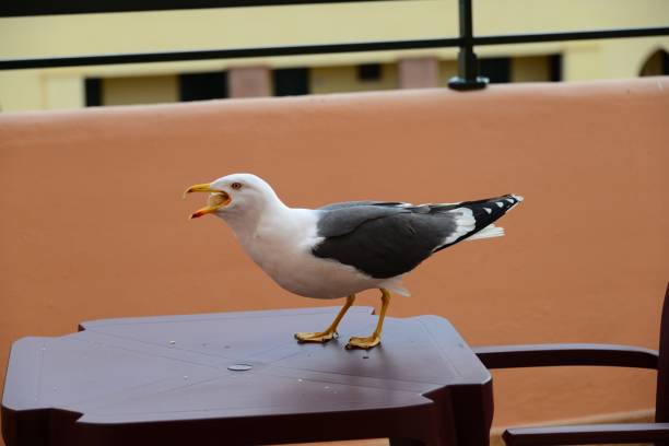 istock Seagull on the railing - Spain - Province of Huelva 658092984