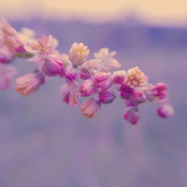 This is a picture of wild flower with pink background