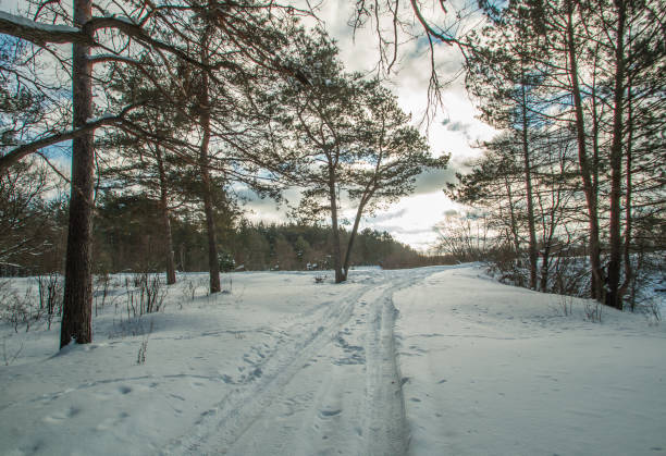 istock winter road in the forest twilight track 658097298