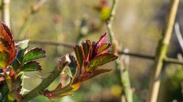 istock Roses in spring with young shoots in sunshine 658097324
