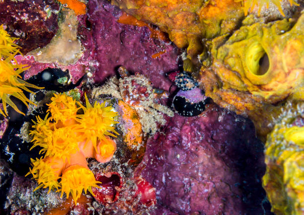 istock Mithraculus cinctimanus, Banded Clinging Crab 658097398