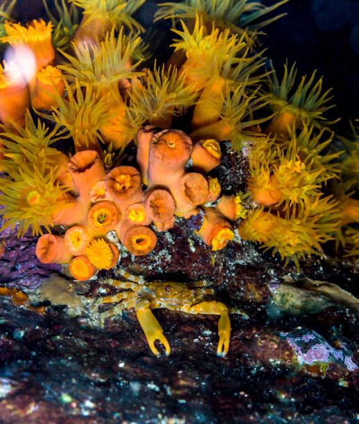 istock Mithraculus cinctimanus, Banded Clinging Crab 658097756