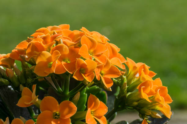 Orange kalanchoe in full bloom with green leaves
